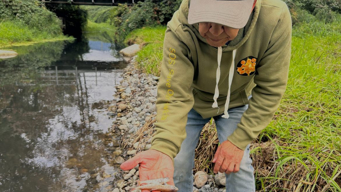 Hope Slough Spill Kills Thousands of Juvenile Salmon