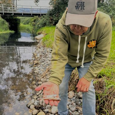 Hope Slough Spill Kills Thousands of Juvenile Salmon