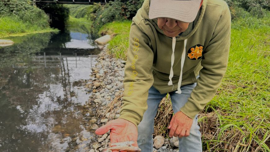 Hope Slough Spill Kills Thousands of Juvenile Salmon